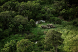 Elephant family - Kenya