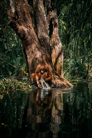 Orangutan pouring water - Borneo