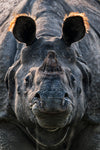 Greater one-horned Rhino - India