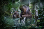 Mother mandrill and young - Gabon