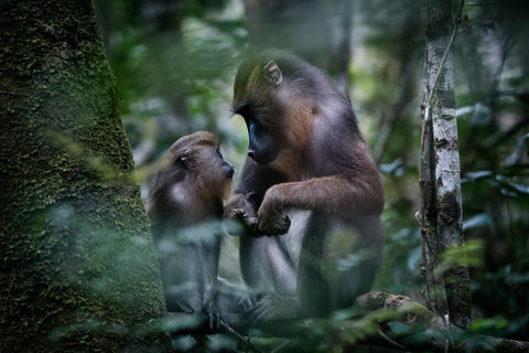Mother mandrill and young - Gabon