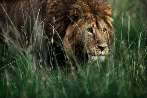 <transcy>&quot;Sharubu&quot; the Lion - Kenya</transcy>