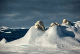 Polar Bear Family - Greenland