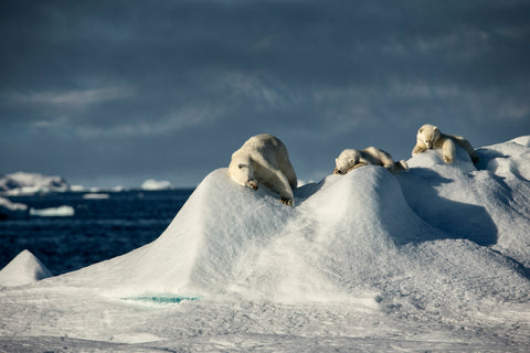 Polar Bear Family - Greenland