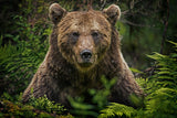 Brown bear in ancient ferns - Finland