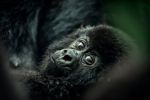 Young mountain gorilla - Democratic Republic of Congo