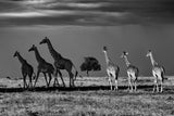 Dark side of the Plains, six giraffes - Kenya