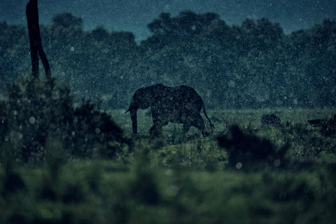 Elephant in hail storm - Kenya